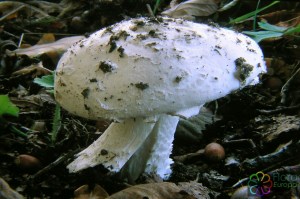 amanita strobiliformis (1000 x 667).jpg_product_product